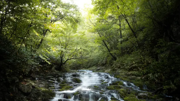 Ein Bachlauf fließt durch einen grünen Wald über moosbewachsene Steine.